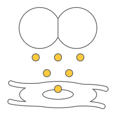 Icon representing the role of orbital fibroblasts in Thyroid Eye Disease pathogenesis